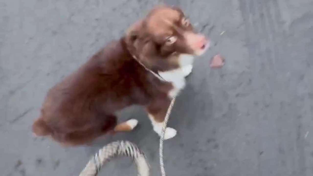 Dog: How dare you? 😂