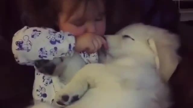 Funny Dog Videos 2021 It's time to LAUGH with Dog's life110