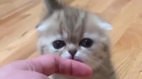 cat finger lick