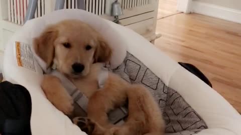 Golden Retriever Pup Plays the Role of Baby