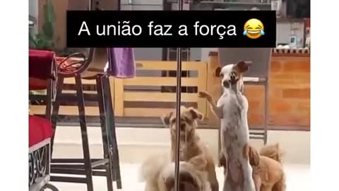 Extremely organized gang in Brazil