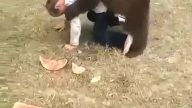 Kid Wrestling A Bear Funny Match