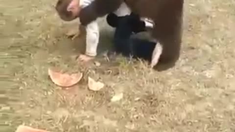 Kid Wrestling A Bear Funny Match
