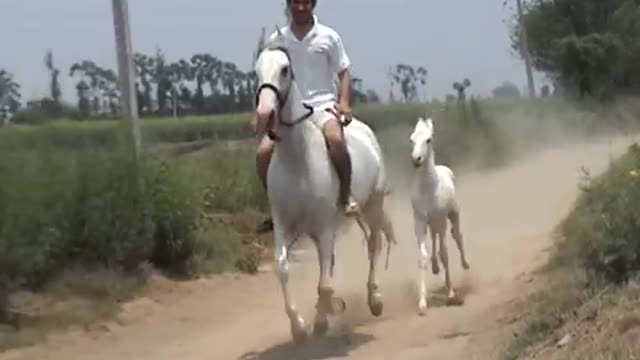 marwari mare with one month foal at patiala