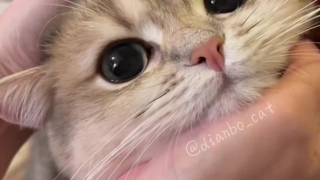 Cats Another Hamburger day || FHD cats