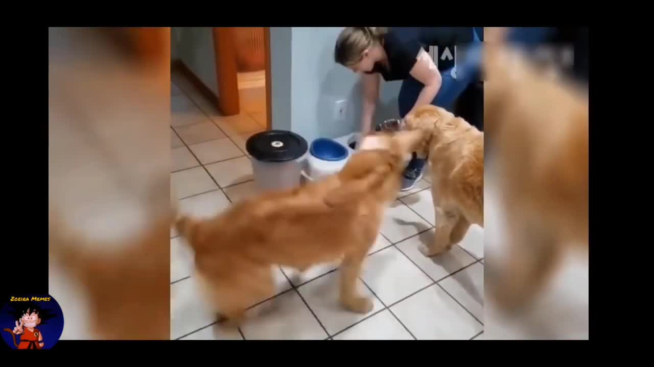 os pats são incríveis...