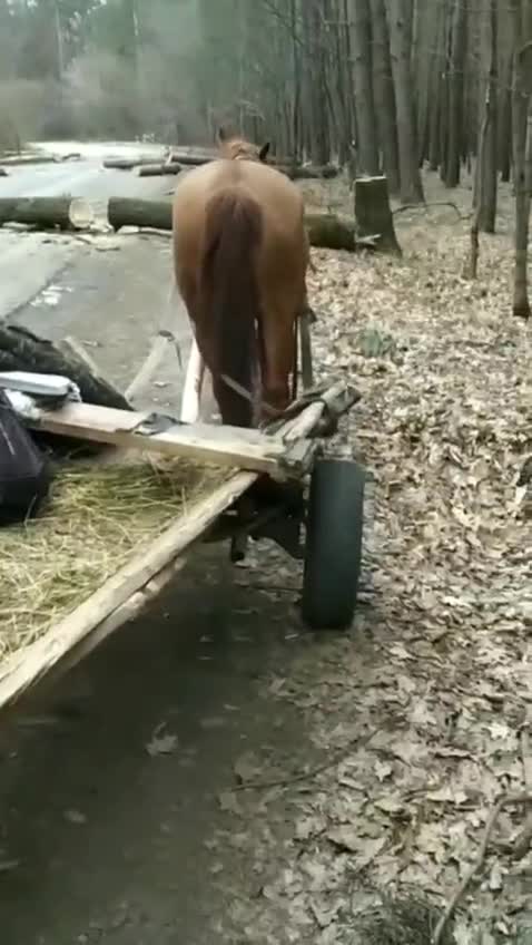 Ukraine Defence Volunteers Bring in WW2 era guns and a horse