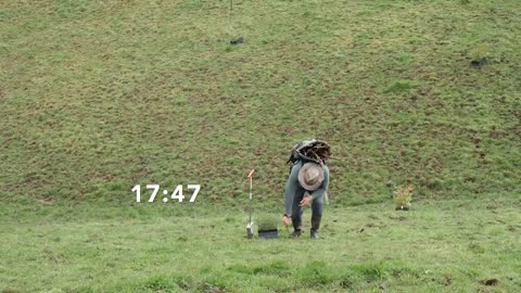 Planting a small forest in 24 hours