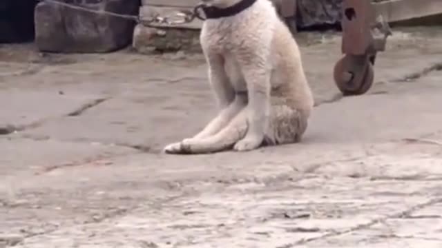 Adorable puppy waits for her owner