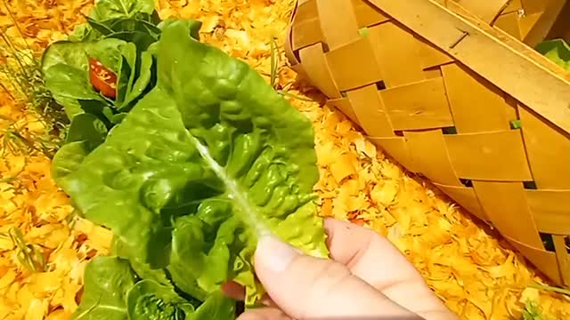 How to harvest lettuce