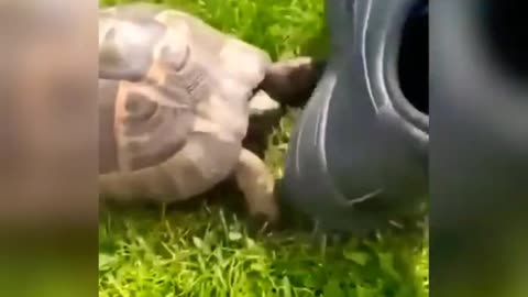 Turtle - Terminator
