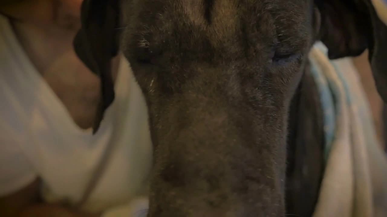 A middle aged casually dressed man gently wipes a large black great dane dog's