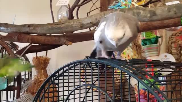 Budgie Bathtime Bash!!