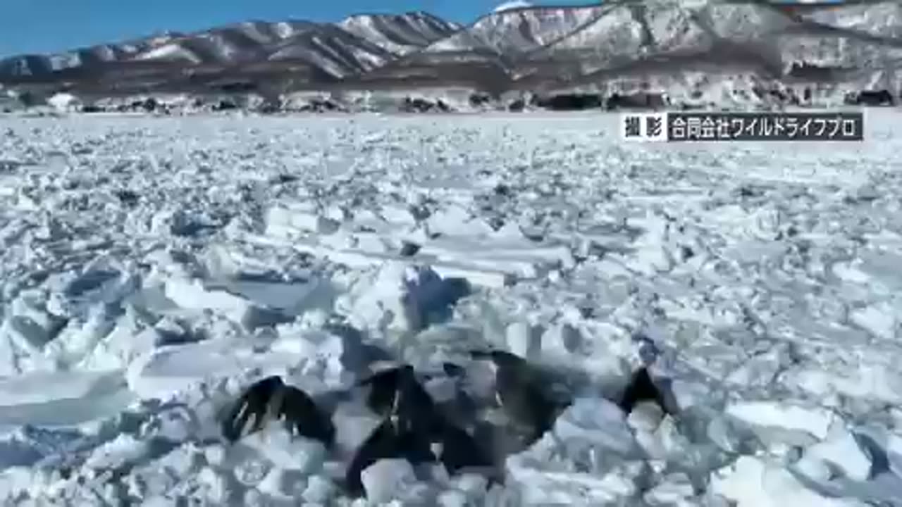 Over ten orcas are currently trapped in ice near Rausu, Japan, with ongoing operation to rescue them