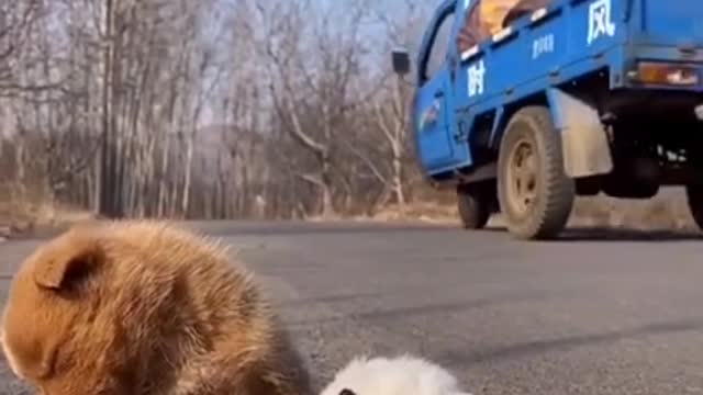 Cute buddies
