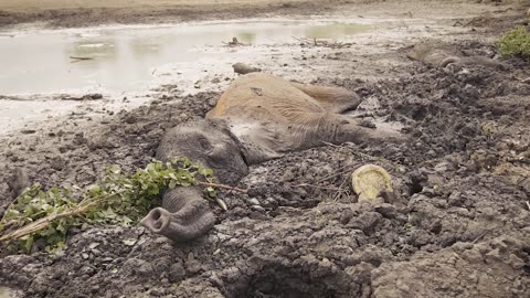 Another day of drought another day of rescuing elephants from a drying dam.