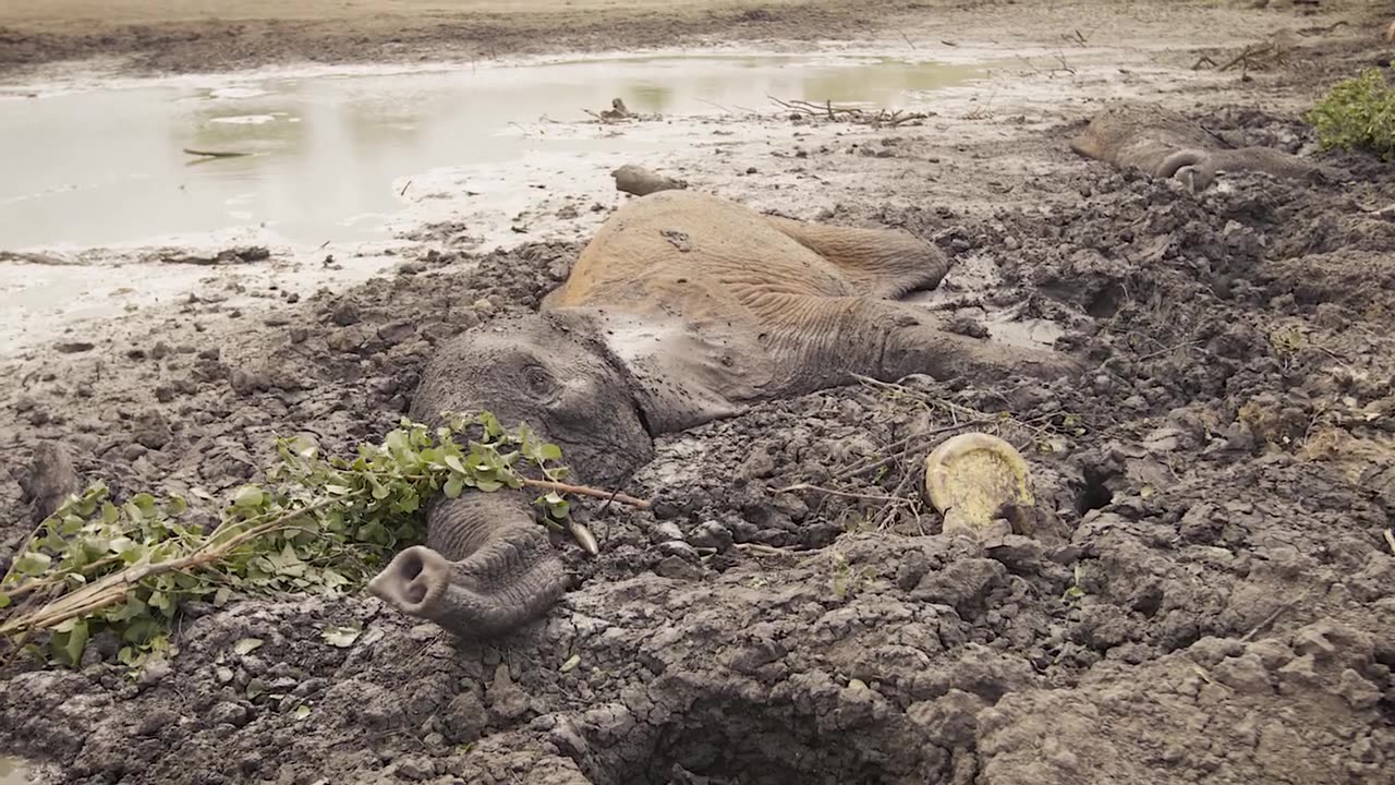 Another day of drought another day of rescuing elephants from a drying dam.