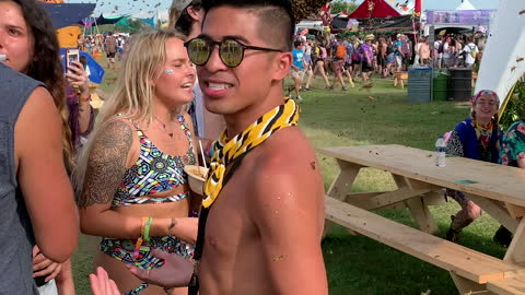 Bees Buzzing at Michigan Music Festival