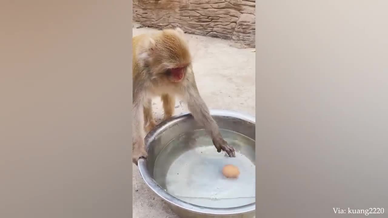 Funny animal videos🤣🤣🤣