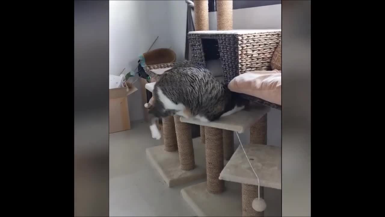 BEST Funny Animal Videos Compilation Try Not To Laugh😹