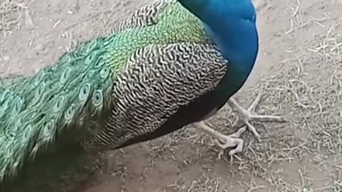 tus viral hog viral TikTok#shorts @birds animals volg short #viral#share