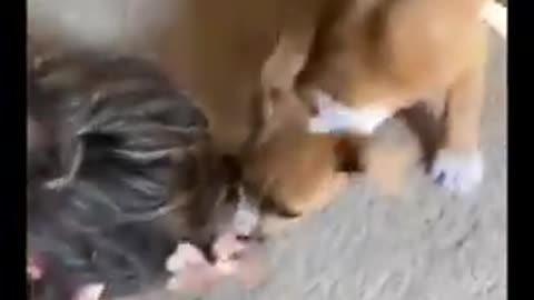Cute doge