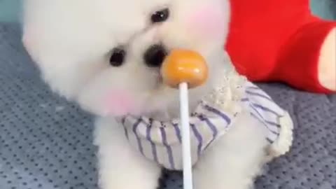 Cute and funny dog video #Animalslover