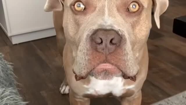 Latest Dog training |dog training | Funny Video