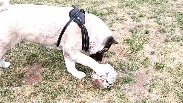 Akita girl plays catch with herself