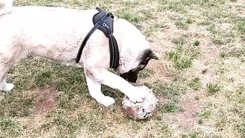 Akita girl plays catch with herself