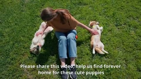 Stray Puppies can’t Hold Emotions when Realise They are Being Rescued