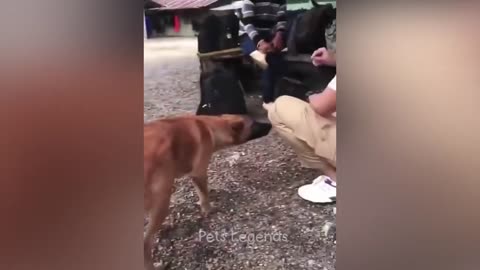 https://rumble.com/v3es-animalvideoes-funny-trending-social-popoular-catlove.html