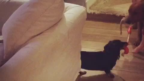 Brown and black dog playing tug of war in living room