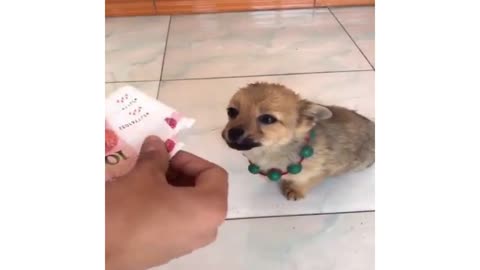 Watch dog counting money with owner! 😂 😍 🥰 😘