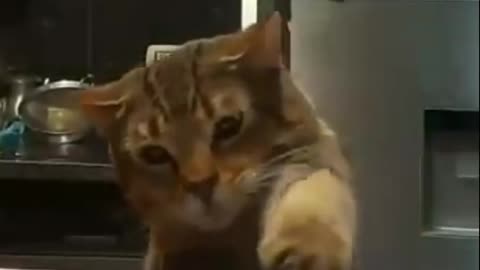 The best 😂funny videos with 😺🐶cats, dogs. FUNNY PETS