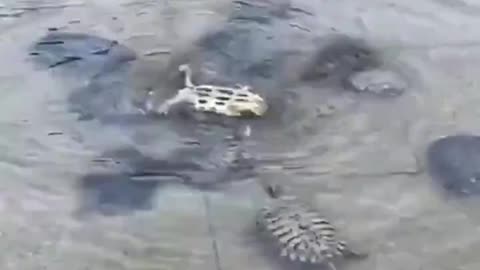 A group of small turtles playing in the water