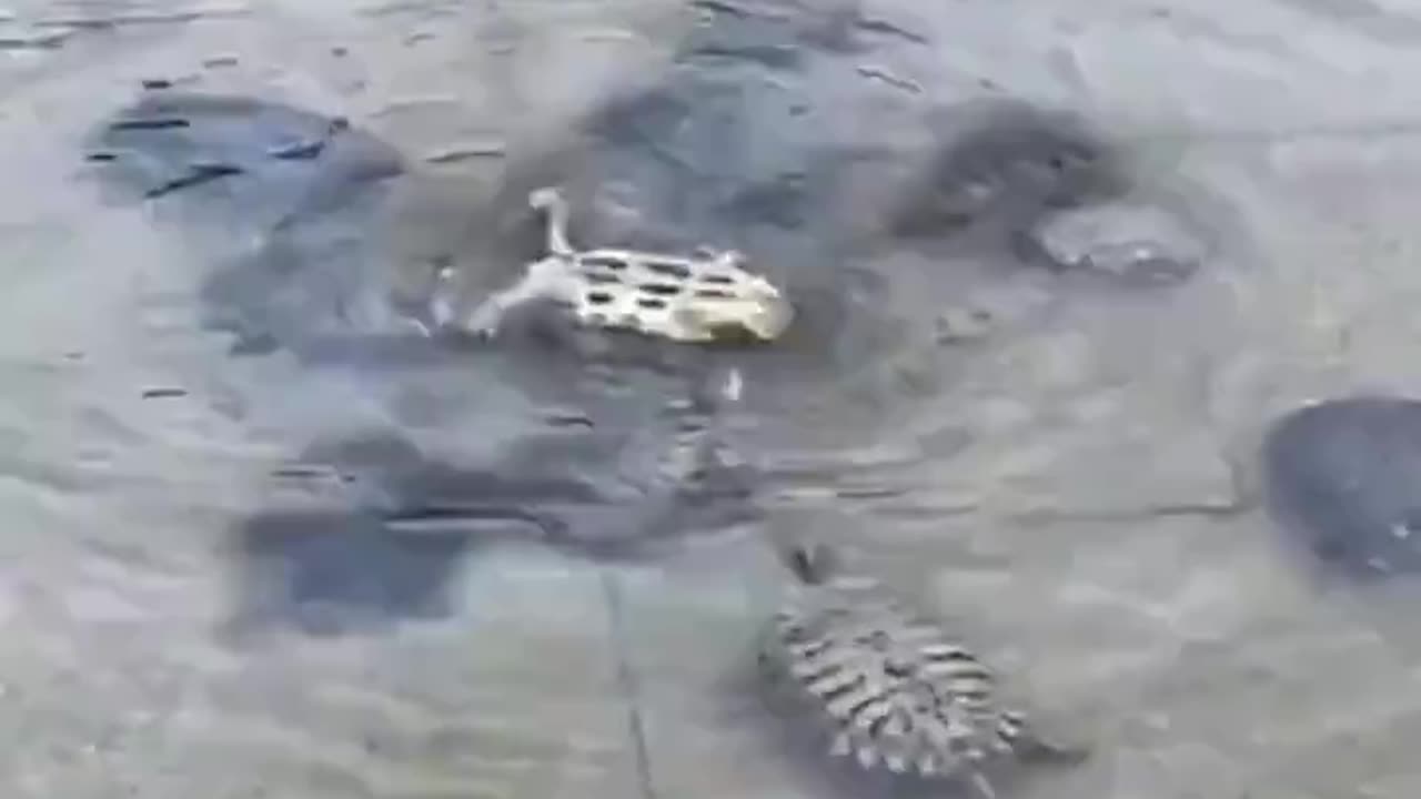 A group of small turtles playing in the water