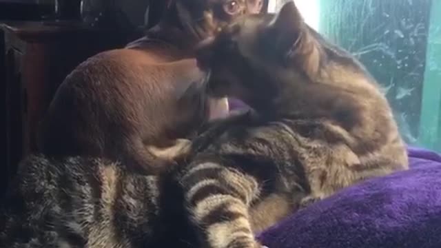 Cat licks brown dog sitting on him
