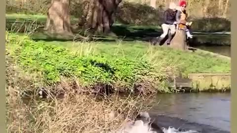 Funny dog &cat videos#37!!!