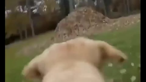 Cute dog playing
