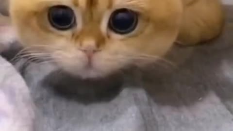 The cat dance
