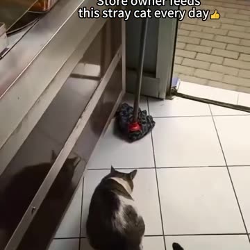 Funniest and lovely cats in the world