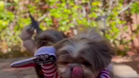 Do You Think These Dogs are Dangerous