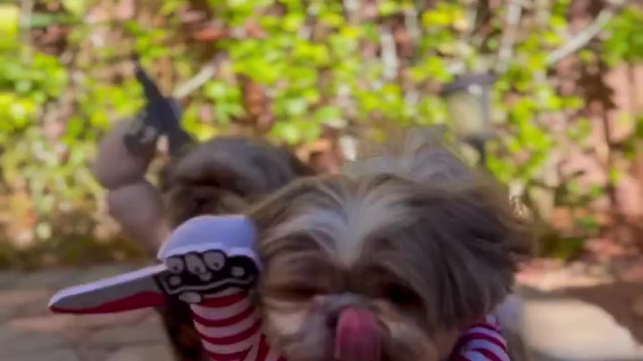 Do You Think These Dogs are Dangerous