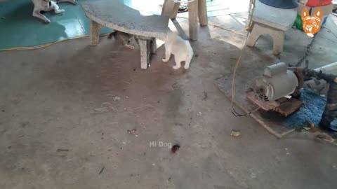 angry animals doesnt seems scarry but funny