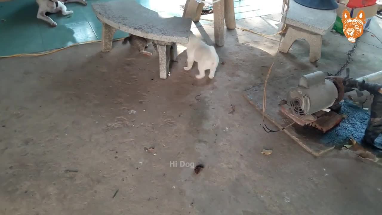 angry animals doesnt seems scarry but funny