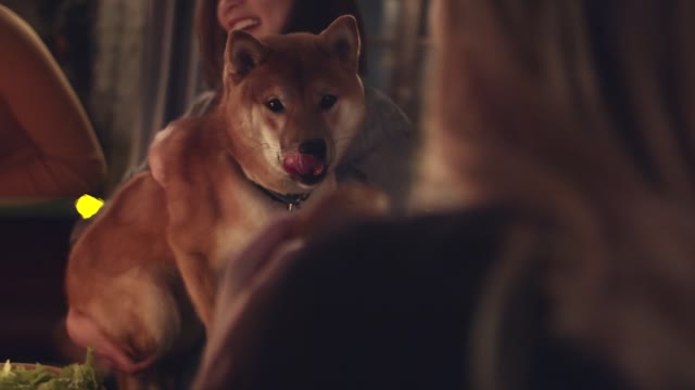 A Group Of People Teasing A Pet Dog With Bread For Food