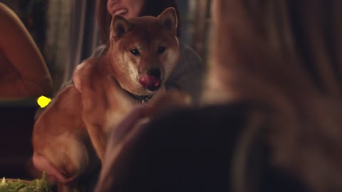 A Group Of People Teasing A Pet Dog With Bread For Food