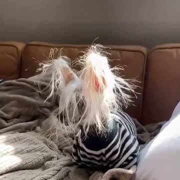 Konda Mustard Dog Field