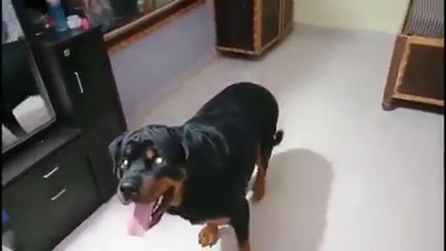 Dog Training Video || Well Trained Dog || How To Train Dog || Rott weiter Dog